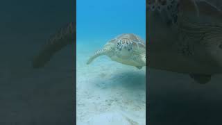 Awesome turtle! #turtle #turtles #shortvideo #short #swimming #malaysia #island