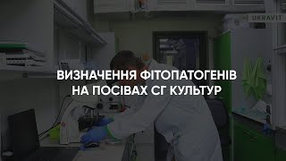 Визначення фітопатогенів на посівах сільськогосподарських культур