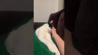 Love you 🥰  #calm #love #cute #cat #cats #chill #sleepy #sleepycat #catlover #catvideos