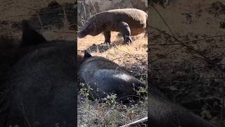 this helpless wild boar can't move it's body.. #komodo #shortsfeed #shorts