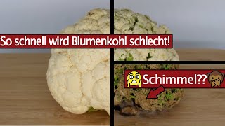 Haltbarkeit von Blumenkohl im Zeitraffer - 32 Tage - Time Lapse