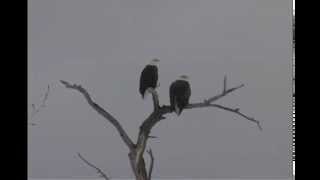 Eagles Visit Durango Colorado