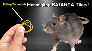 CARA MUDAH MENANGKAP TIKUS PAKE KARET GELANG !!