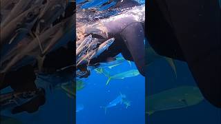 This is why I love the ocean 🤟 #shorts #freedive #spearfish #mahi #ocean #fyp #subscribe #youtube