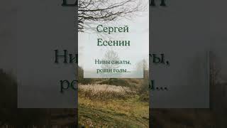 Сергей Есенин Нивы сжаты, рощи голы… стихотворение 1917 год