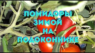 12.03.2023 Подарок мне от томатов🍅 к празднику