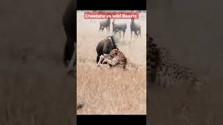 Cheetahs attack on Wild Beasts #cheetah #wildlife #wildbeast #cheetahattack #shortsfeed #shorts