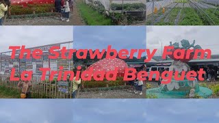 The Strawberry Farm La trinidad Benguet #travelvlog #benguet #philippines #trending