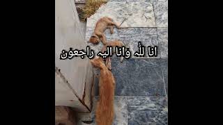 Heart Touching Death Of stray Kittens😢😭 #shorts