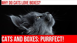 Why Do Cats Love Cardboard Boxes? Box Hideouts Explained