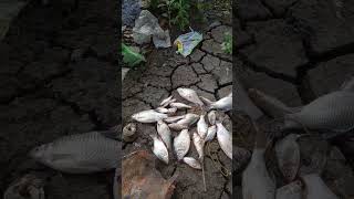 VIRAL ❗ ikan campur sari #shorts #viral