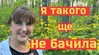 Наталя Фаліон (Лісапетний батальйон) - ШОК/Я такого ще не бачила