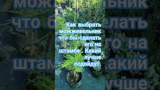 Как выбрать можжевельник что бы сделать его на штамбе . Какий лучше подойдут. #сад #дача #растения