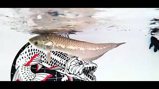 African Arowana 🐟🐟