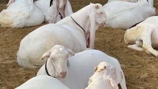 Biggest Bakra in panjab Heera Goat Farm Ful Mast Goat 2021