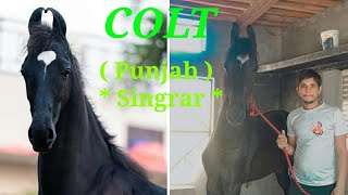 colt ** PUNJAB SINGAR  **  Sire by BHARAT RATAN and DAM ( Mharani ) mother side Brother SHAAN