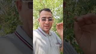 متى رش اشجار السدر التفاحى ❓️❗️