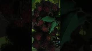 Rambutan Indrapuri | Aceh | Indonesia #rambutan #fruit #short