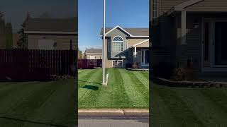 Beautiful October Minnesota Lawn #lawn #lawncare #lawnstripes #shorts