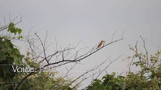 Indian Silverbill