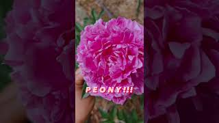 I grew my first PEONY!