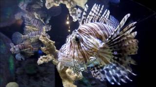 Aquarium Mote Marine Laboratory Sarasota, Fl.