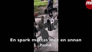 Här dras hunden upp i kopplet och slängs ned i marken