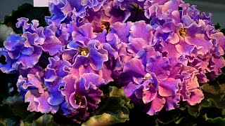 Выставка домашних фиалок. small exposition of home violets.