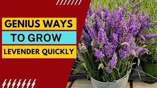 How To Easily Grow Lavender At Home? Easy Expert Methods