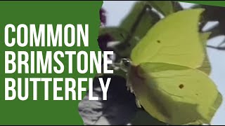 The Common Brimstone butterfly looks like a leaf! And fights with a Cabbage White.