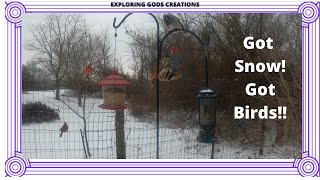 backyard bird watching video