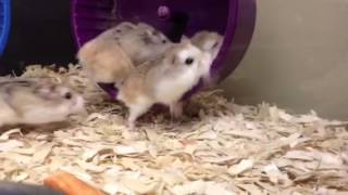 Robo Dwarf Hamsters