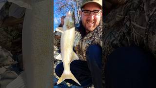 Nice Walleye released back into brown murky water!