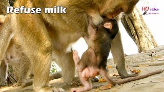 Bad activity monkey Tara did to limit milk baby Titan, Pity Titan make attempt hard to get milk