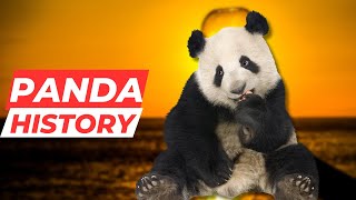 The Fascinating History of the Giant Panda: A Tale of Survival and Conservation