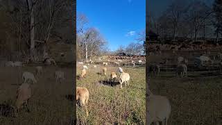 HUGE #FLERD ON THE MOVE! #soil #life #texas #grassfed #mobgrazing #regenerativeagriculture