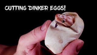 My Ball Python 'Dinker' Eggs are Hatching!  See the Results!