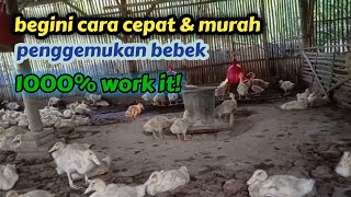 cara cepat murah penggemukan bebek