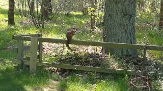 Red Squirrel in Skåne