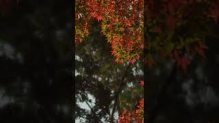 鎌倉 寿福寺 紅葉 | BMPCC 4K | LAOWA Nanomorph 50mm T2.4 1.5X Anamorphic Super35