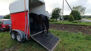 Estonian native horse. 1 y.o..