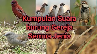 Kumpulan Suara Gereja Semua Jenis#masteranburung#