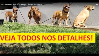 DIA DE BANHO - VEJA TODOS MEUS CÃES EM DETALHES!