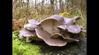 🍄КАК ПРАВИЛЬНО ЖАРИТЬ ВЕШЕНКИ С ЛУКОМ?Göbələyin Təmizlənməsi Və Bişirilməsi Qaydası🍄