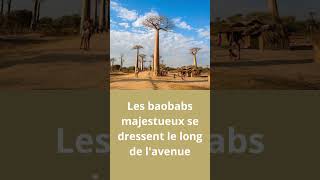 Morondava ,une des destinations touristiques phares de Madagascar