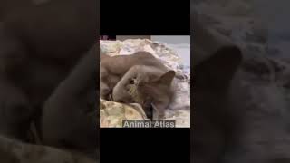 Cat Fun | Funny Cat #Shorts