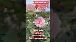 Штампиви роза 🌹 гулларимиз сотуви бошланди