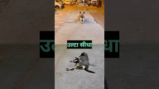 Ulta cheetah vs seedha cheetah | #streetdog #dogs #cuteanimals