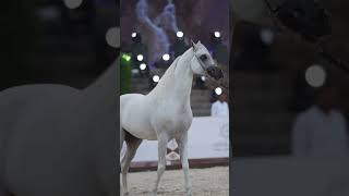 رشمة الجمال متوفرة لدى متجر الهاشم #مستلزمات_فروسية #الهاشم_لمستلزمات_الفروسية #الخيل