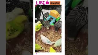 Budgies eating all time favorite food ♥️😍 #youtubeshorts #shorts